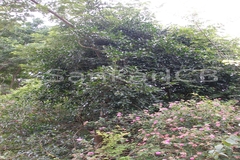 Plecospermum spinosum